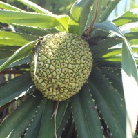 Pandanus odorifer (Forssk.) Kuntze